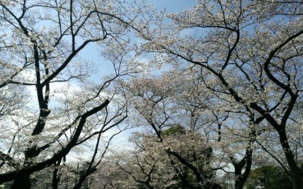 お花見in東京（谷中霊園＆上野）